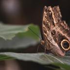 The Wealth Eating Moth | A Story from the Gospel of Matthew