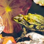 The Frog and The Toad | No Pain, No Gain